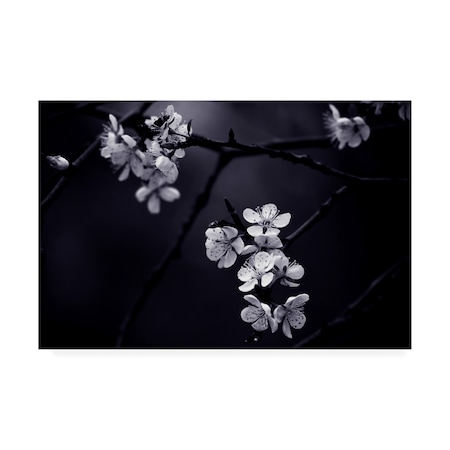 Trademark Fine Art Celinem 'Petite Fleur De Mes Nuits' Canvas Art, 30x47 1X08280-C3047GG